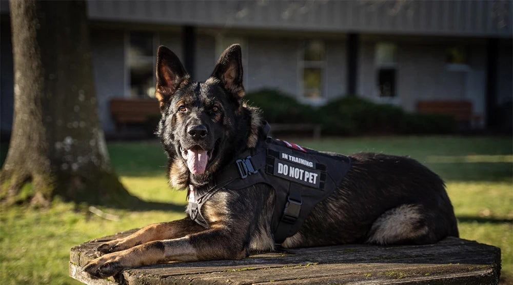 PETRAVEL Dog Harness And Leash Set For Training And Walking